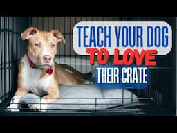 Teach Your Dog to Love Their Crate