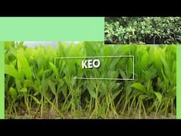 Go Green 2019 - Trồng 10.000 cây xanh toàn Hệ thống FLC