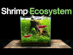 I Created a THRIVING Underwater Ecosystem, Here’s How!