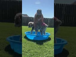 Woman is getting her dogs ready to try playing in the kiddie pool for the first time!