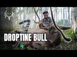 DROPTINE Bull Elk 50 Yards in the Aspens! We've Never Seen a Bull like this!