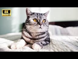 Relaxing Cat Video