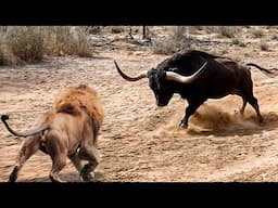 ¡Los Animales Se Metieron Con El Toro Equivocado!