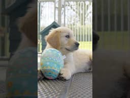Egg-stremely Cute Golden Retriever Puppies  🐰