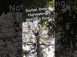 See how we pick ripe durians from our organic farm in #Thailand #Durian #OrganicFarm
