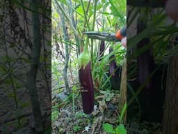 Fresh Eggplant | Planting Eggplant #viralshort #viralvideo #garden #farming #gardening #organic