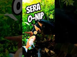 SERA O-Nip FISH FOOD #exoticaquariumfish #fishaquarium #fishtank #aquarium #fish#fishfood#feedfish