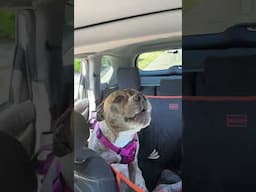 Puppy with big AWOO energy goes for a ride in the car & howls.