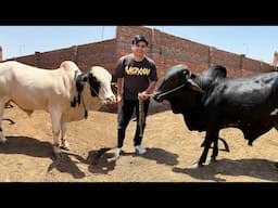 Big Bull Lena Agea Hum 😍 White Lein Ya Black ?
