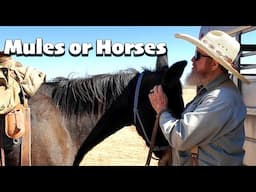 Horses vs  Mules  5-1/2 Reasons