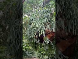 MASSIVE Platycerium bifurcatum - The Most Common and EASIEST Staghorn Fern To Grow