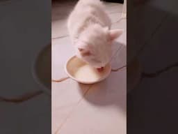 Egg recipe for cats & kittens #cat #shorts #trending