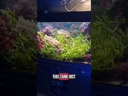 #fishtank #aquarium #reeftank #aquascape