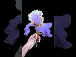 Is This The Most Gorgeous Iris Flower Ever?