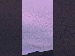 Starling murmuration in Kilkenny, Ireland. 12th February 2025