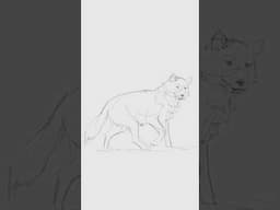 How I draw a Wolf stealth mode: Quick study (5 minutes)
