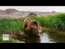 A Symbol Of Hope For The Gobi Bear 🐻 Asia | BBC America