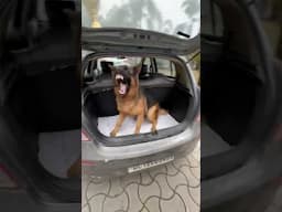 Bal bal bacha German Shepherd se 😱😭 #doglover #germanshepherd #dogs #attack