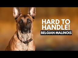 8 Reasons Most People Can’t Handle a Belgian Malinois Dog