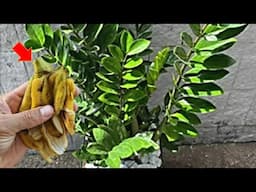 Apenas 3 cascas de banana na zamioculca (olha o incrível resultado)