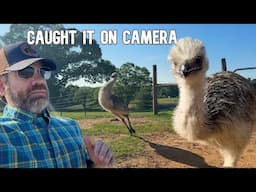 What the Emus Did Today Left Me Speechless!