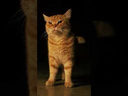 Preparing Your Home for a New Cat: Essential Supplies and Considerations. #cat #catlover