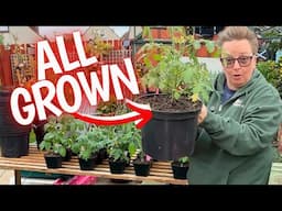 Micro & Dwarf Tomatoes perfect for Small Space and Container Gardening