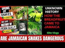 7 species of Snakes in Jamaica, are they Poisonous? What is the real history of the Fern Gully?