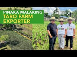 The FIRST, The BIGGEST TARO Farm sa Pinas! At Pinaka Malaking Supplier ng mga Exporters