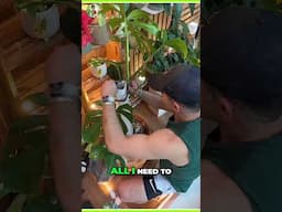 Can I Fix My Monstera Albo With Just One Click?