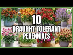 10 Best Draught Tolerant Perennials | Draught Tolerant Plants for Garden | Plant and Planting
