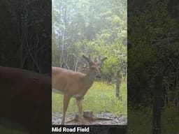 Bucks are starting to have enough head gear to get excited about 🦌#deerhunting #whitetailinstitute