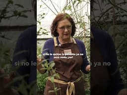 Descubre esta planta que limpia tu higado #herbolaria #medicinanatural