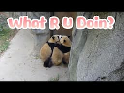 What Are The Pandas Doing At The Back Of The Door? | iPanda