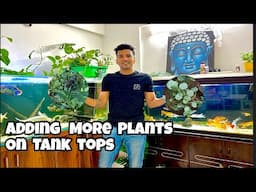 *Adding More Plants on Aquarium Top* | Aquarium Plant decor