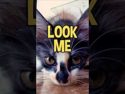 little cat cleaning his fur #cat #animal #animalshorts