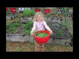 Oregano, Harvesting and Dehydrating