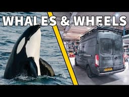 Orca Encounters & Winter Road Prep in Tromsø | Arctic Vanlife