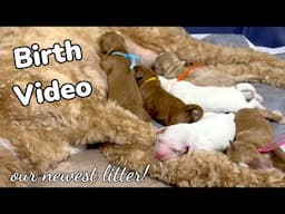 WARNING! MESSY BIRTH VIDEO of Our Newest Litter of Doodles being Born | Australian Labradoodles