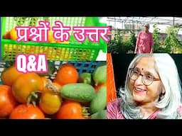 Vegetable harvesting of terrace garden and question answer