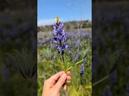 What I heard Nature say today  #poetry #affirmations #naturelovers #naturesounds #lupine