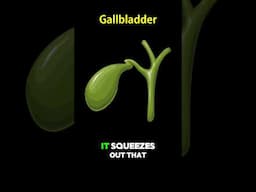 Gallbladder: The Tiny Organ with a Big Job! #DigestiveSystem #HumanBody #scienceshorts