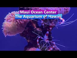 Maui Ocean Center   The Aquarium of Hawaii
