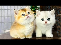 Cute short-legged cat, beautiful cat video - Kitten meowing to call mother