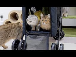 The kitten family's reaction when I gave them a birthday present was so cute!