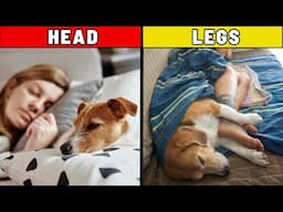 Your Dog Sleeps Here for a Reason – And It’s Not What You Think
