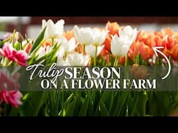 Inside Our Tulip Season!