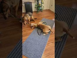 Impromptu playgroup with two rescue dogs ☺️. #pitbull #rottweiler #dogadoption
