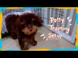 How I will Potty Train my New Toy Poodle Puppy | Summer Pupper Series | The Poodle Mom