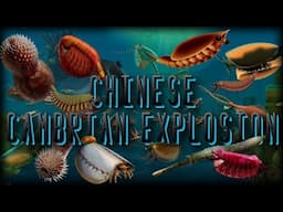 🇨🇳 Chinese Cambrian Explosion